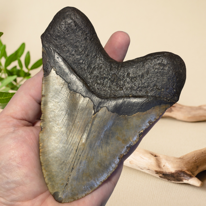 Megladon Tooth