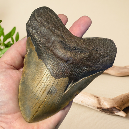 Megladon Tooth