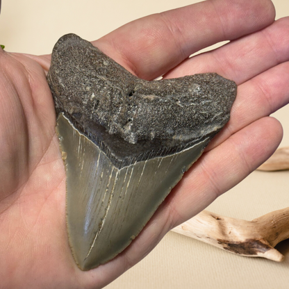 Megladon Tooth