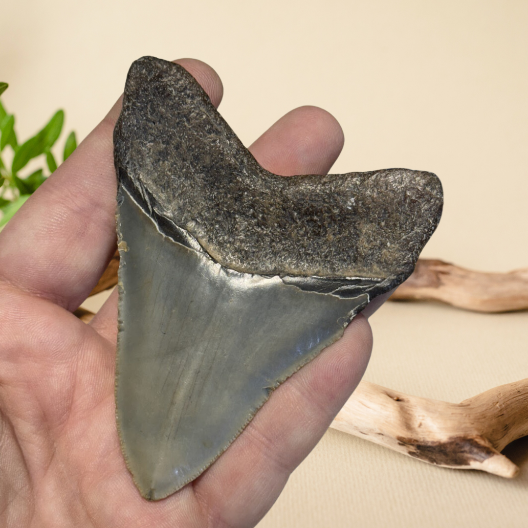 Megladon Tooth