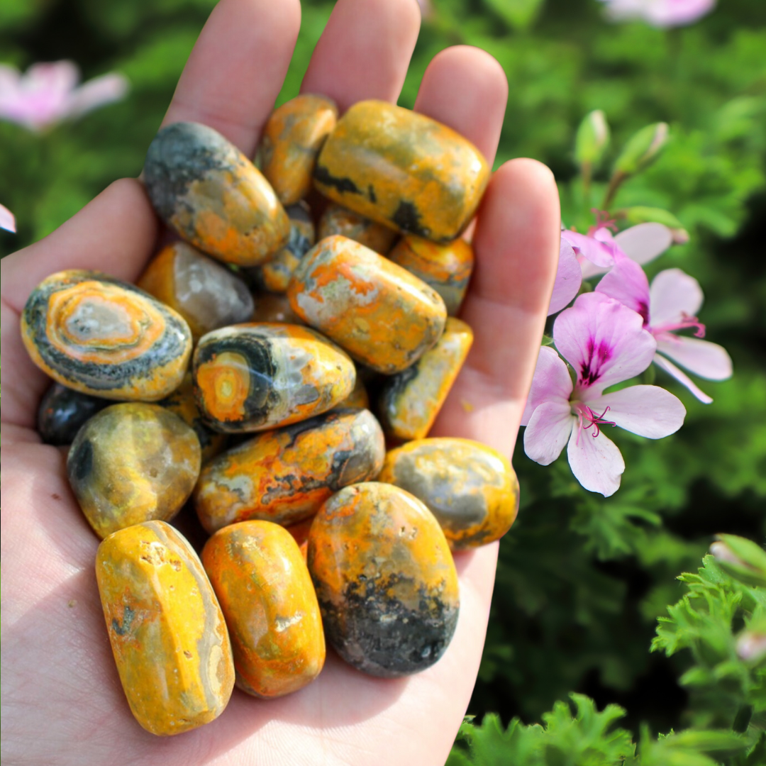 Bumblebee Jasper Tumbles